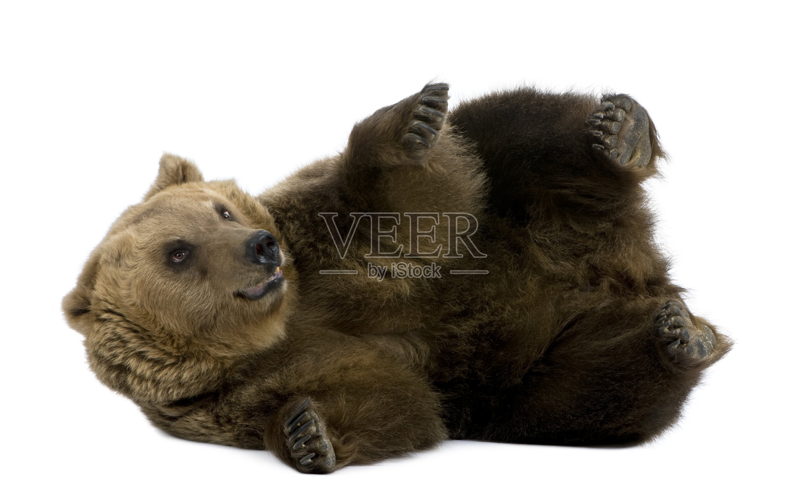 8岁的棕熊躺在地上。照片摄影图片