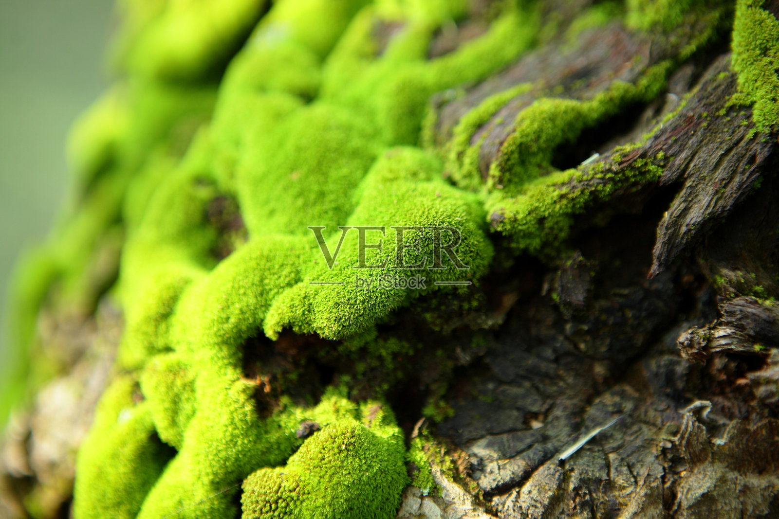 绿色苔藓生长在树皮上的特写照片摄影图片