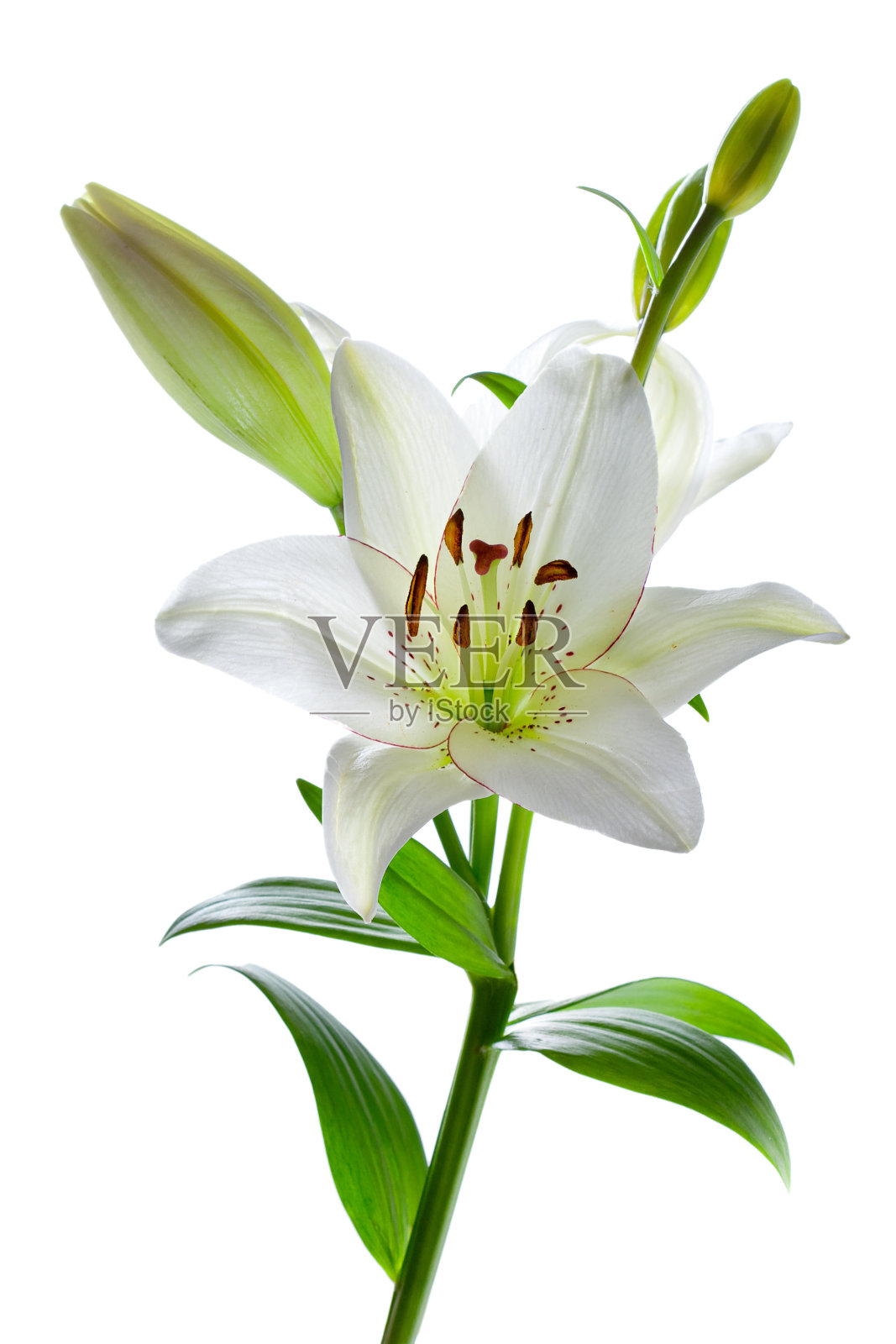 美丽的百合花，孤立的白色照片摄影图片