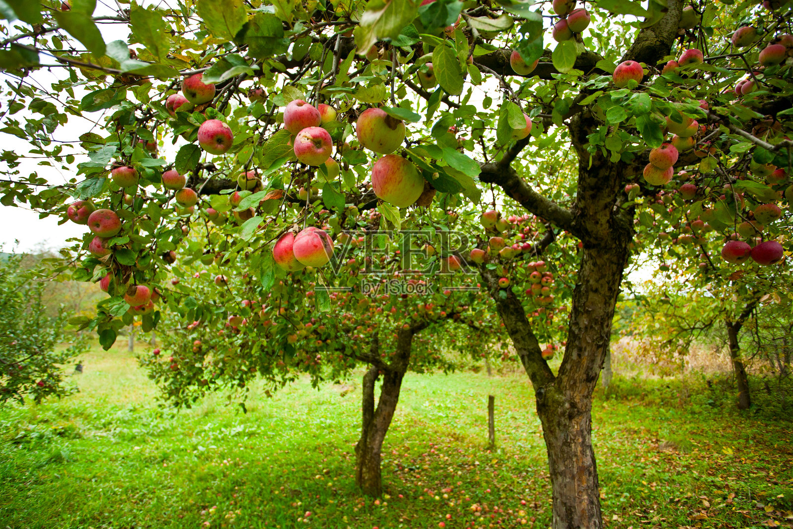 有红苹果的苹果树照片摄影图片