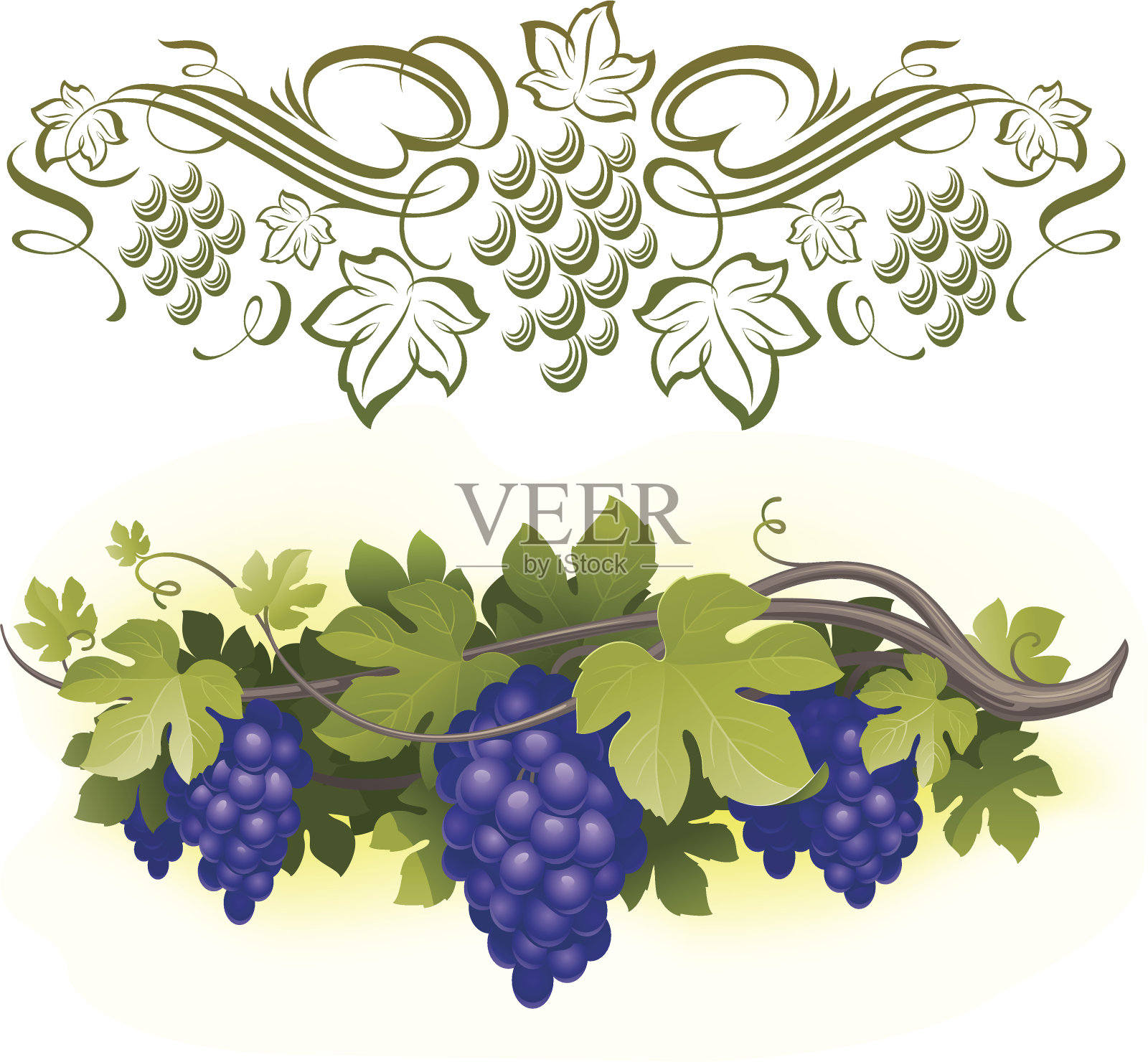 成熟的葡萄&装饰书法藤设计元素图片