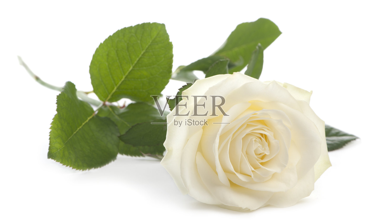 正面的玫瑰，躺着，白色的背景。照片摄影图片