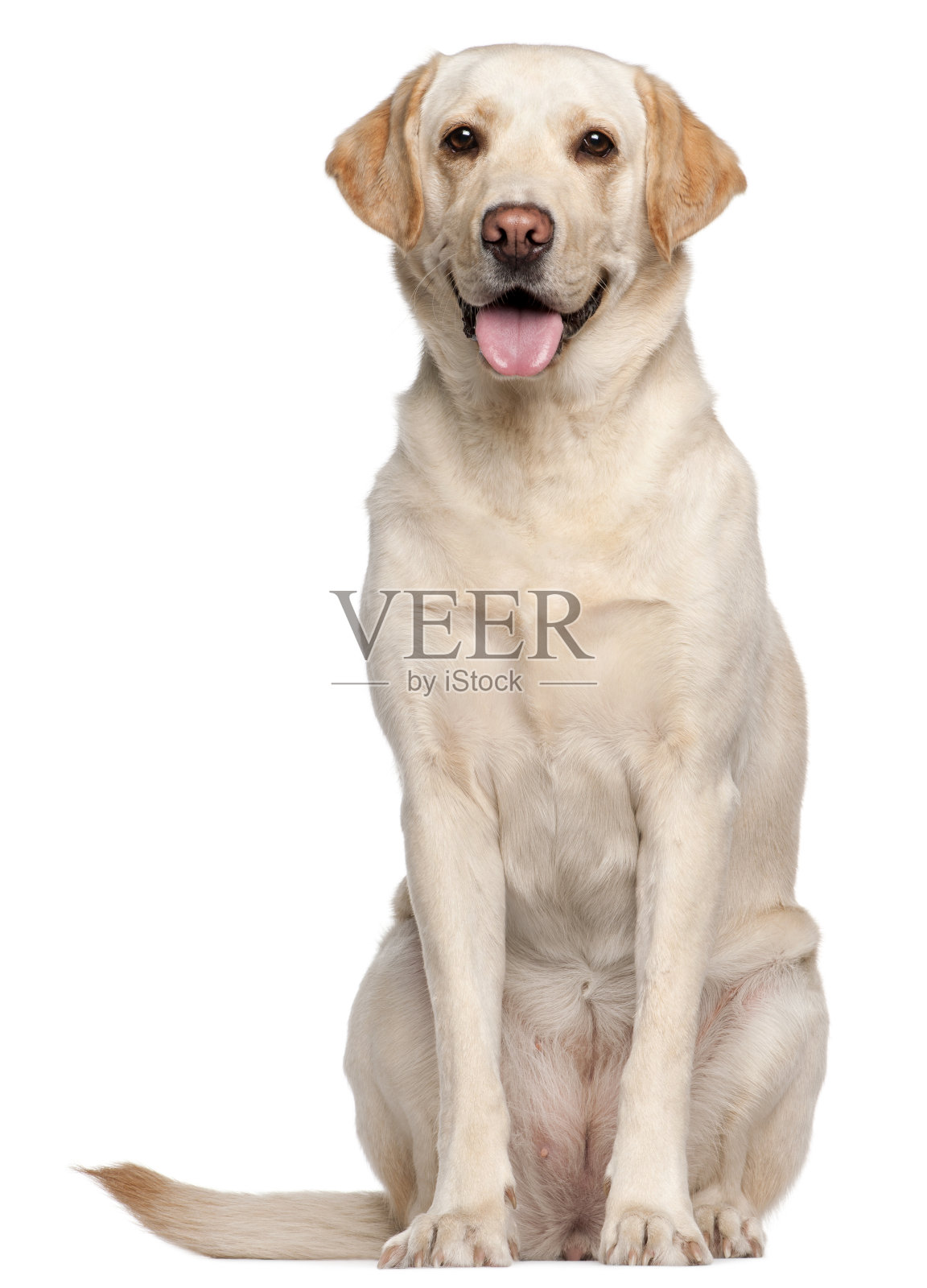 白色背景上的白色拉布拉多猎犬照片摄影图片