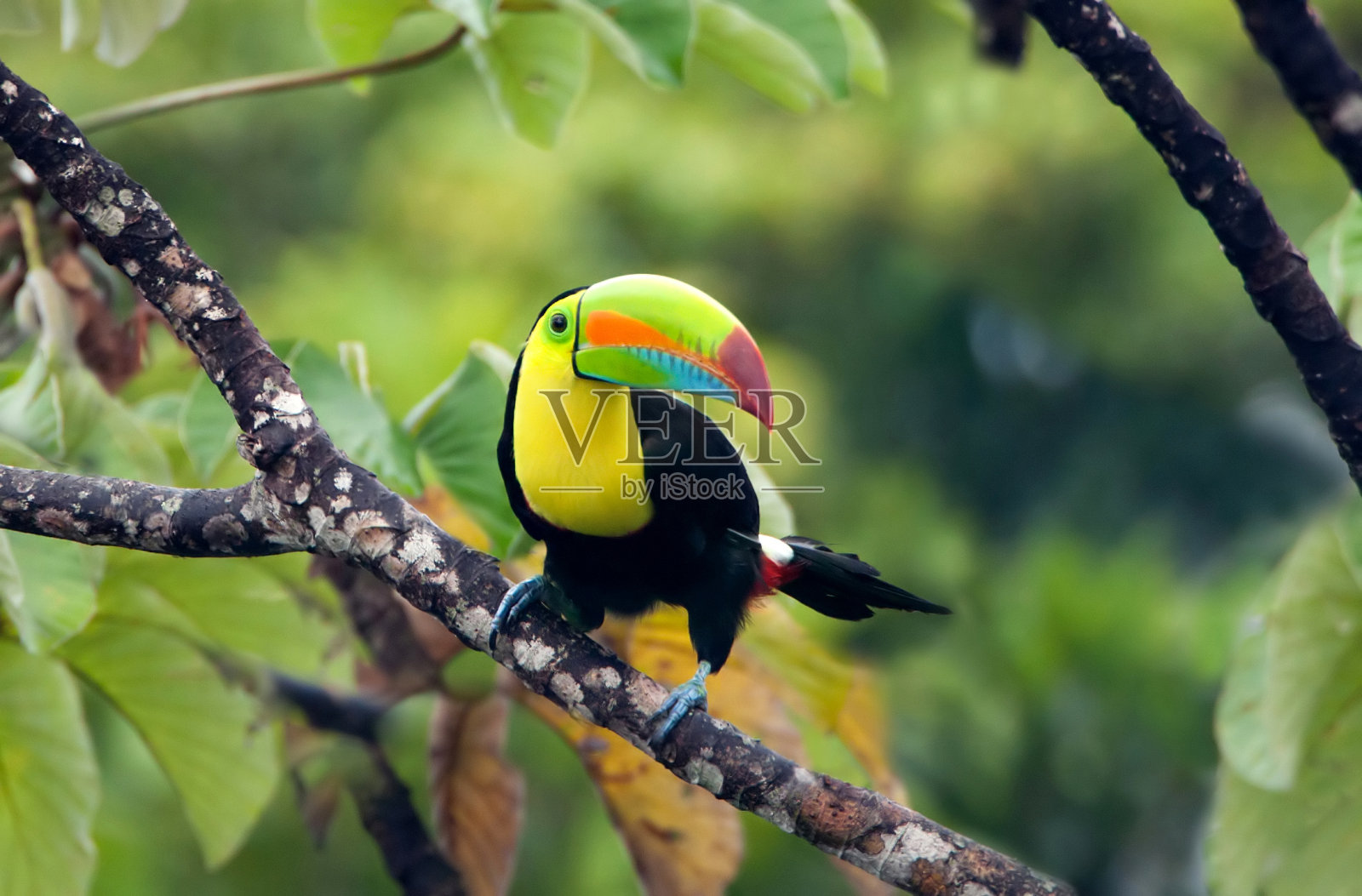 龙嘴巨嘴鸟坐在丛林的树枝上照片摄影图片