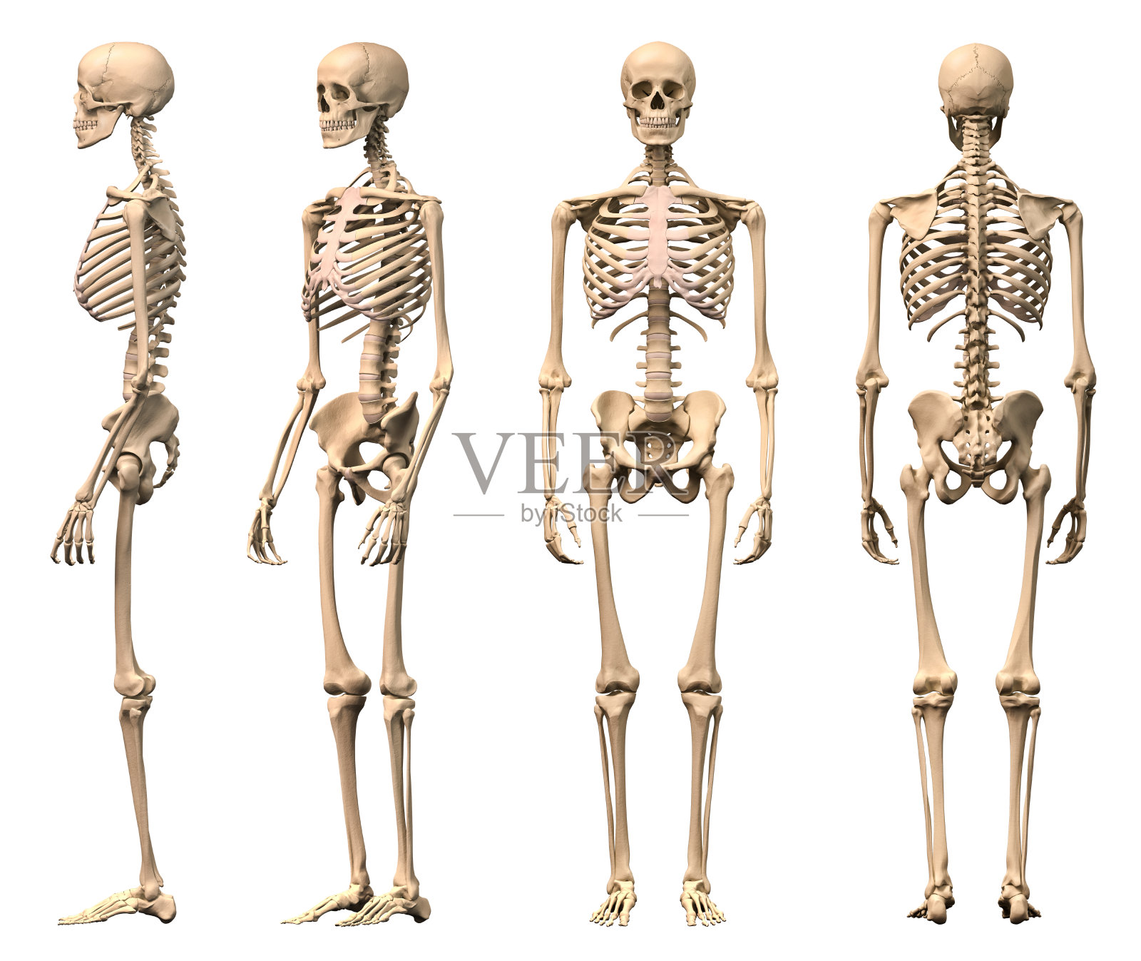 男性人体骨骼，四个视图，正面，背面，侧面和透视。设计元素图片