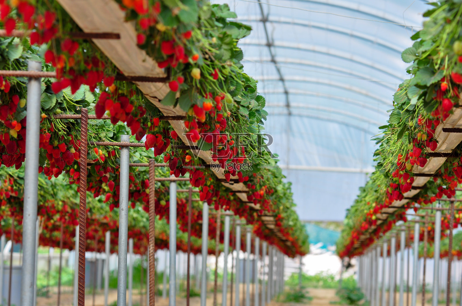 有一排排高架草莓植物的温室照片摄影图片