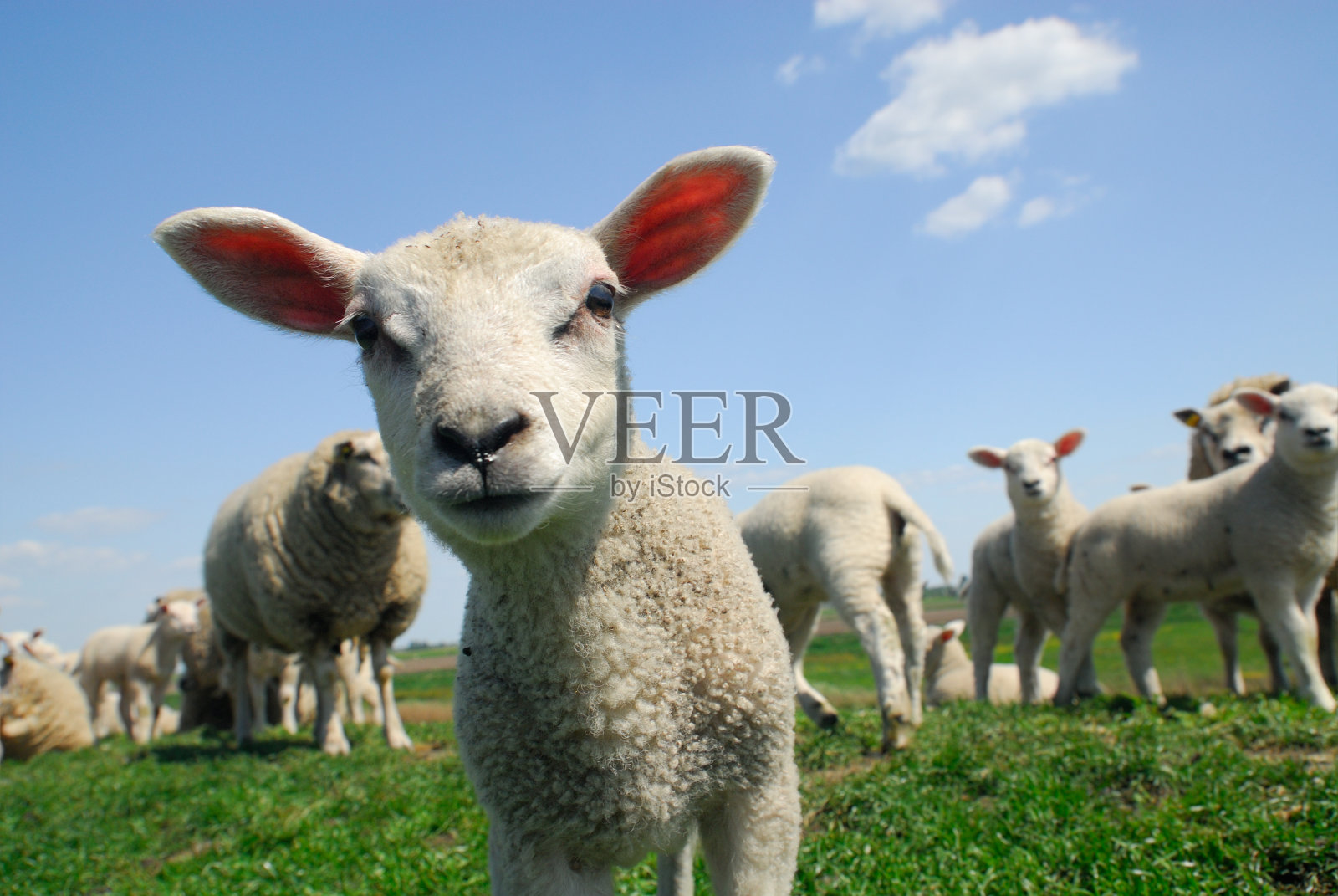 春天好奇的羔羊照片摄影图片