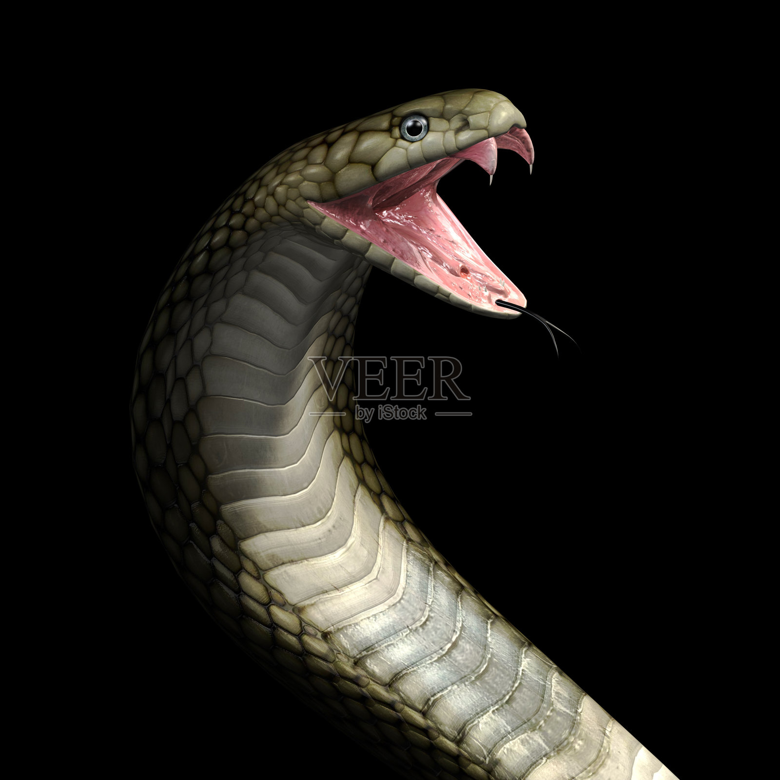 毒蛇眼镜蛇蛇照片摄影图片