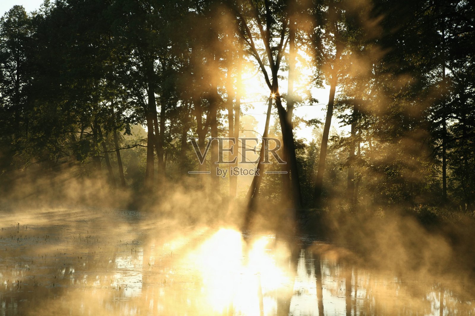 黎明时雾蒙蒙的落叶林照片摄影图片