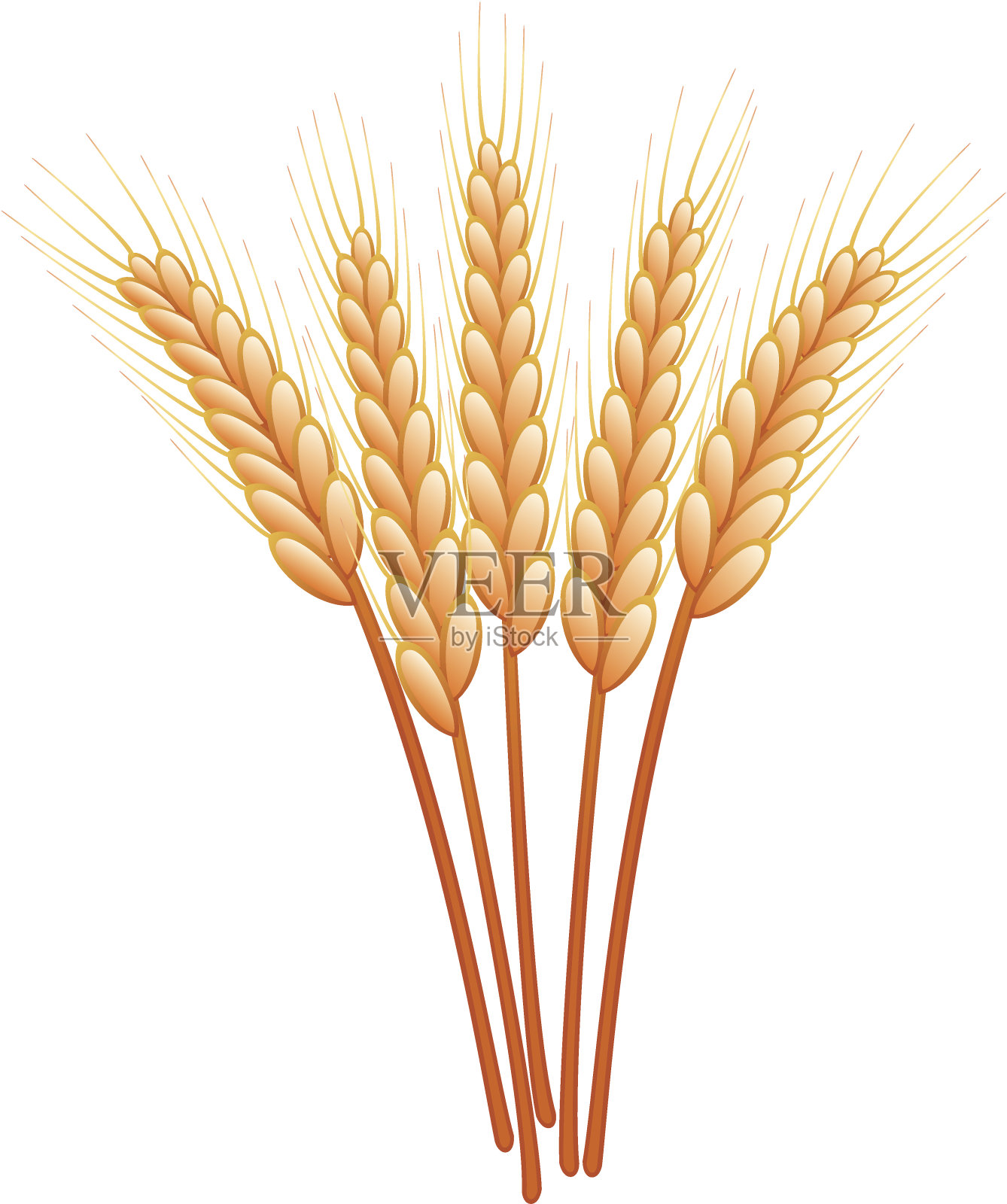 群的小麦插画图片素材