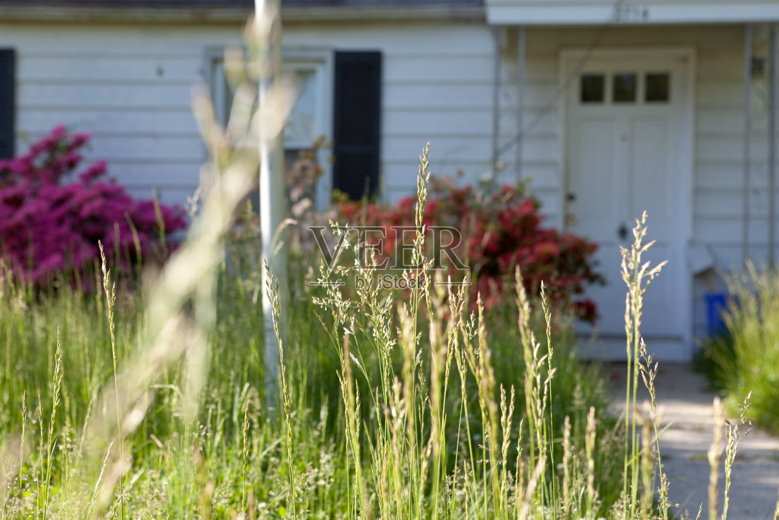 马里兰州科德角独户住宅外的长草照片摄影图片