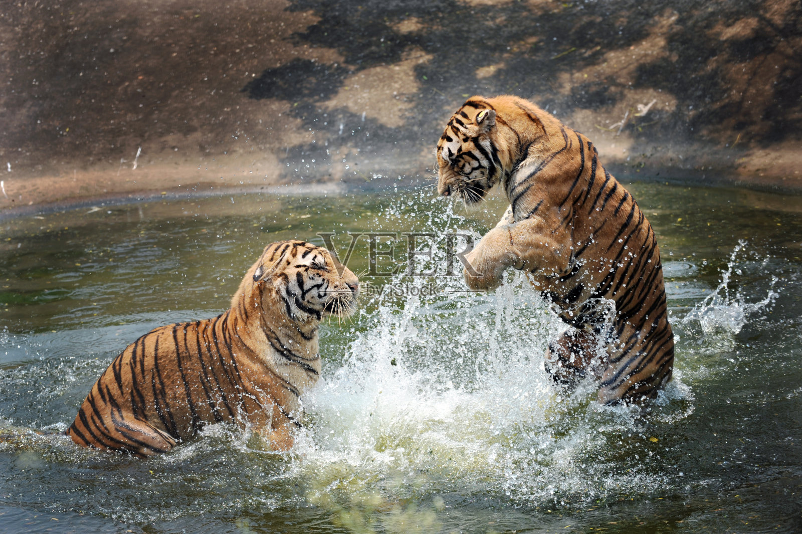 老虎在水里玩照片摄影图片