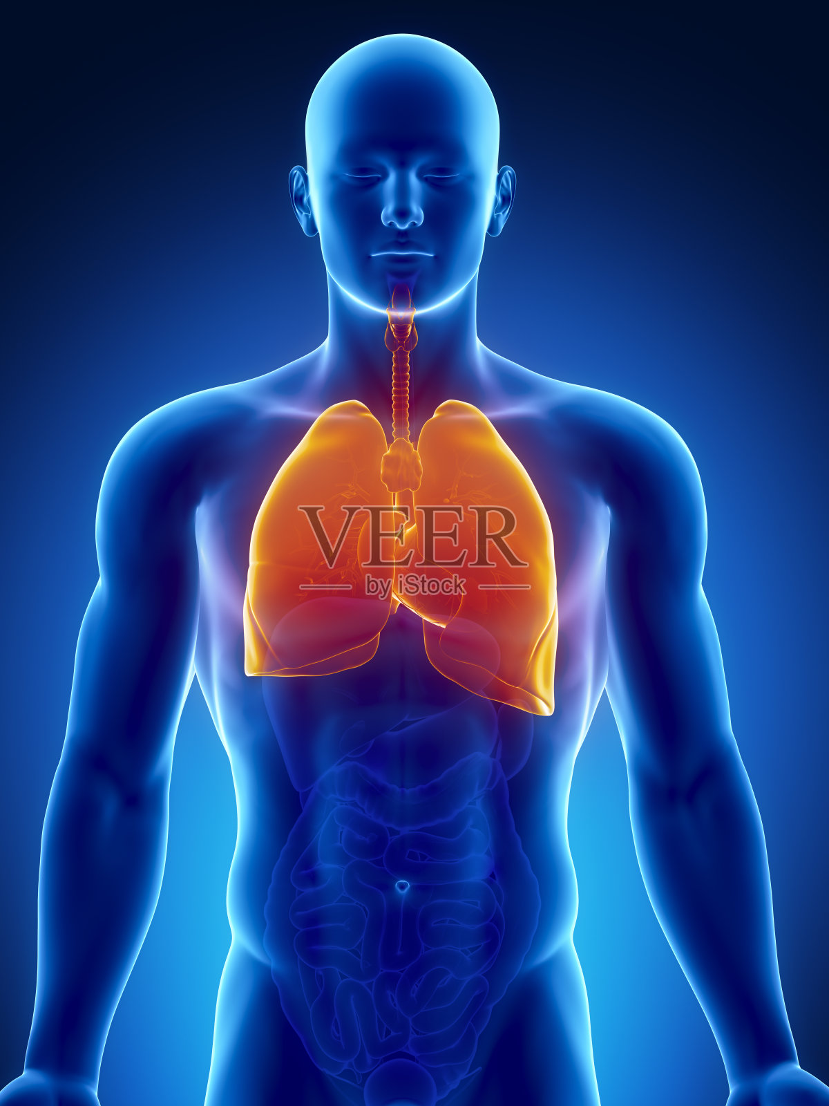 人的胸腔器官有肺和心脏插画图片素材