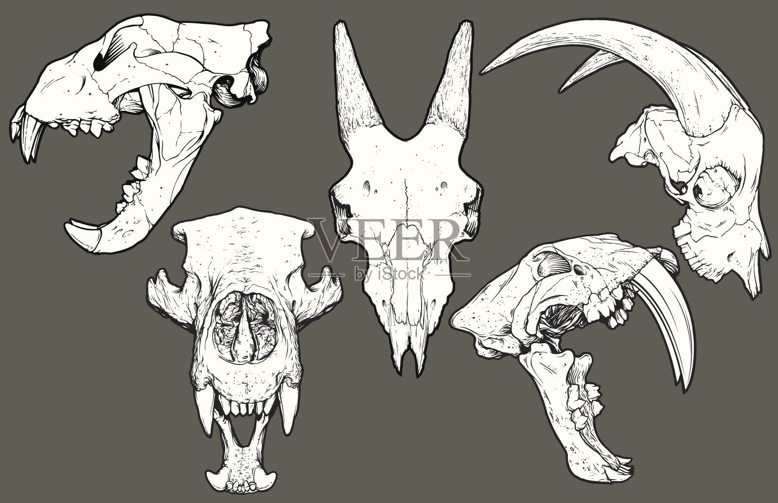 矢量动物头骨包:狮子，山羊，熊，剑齿虎插画图片素材