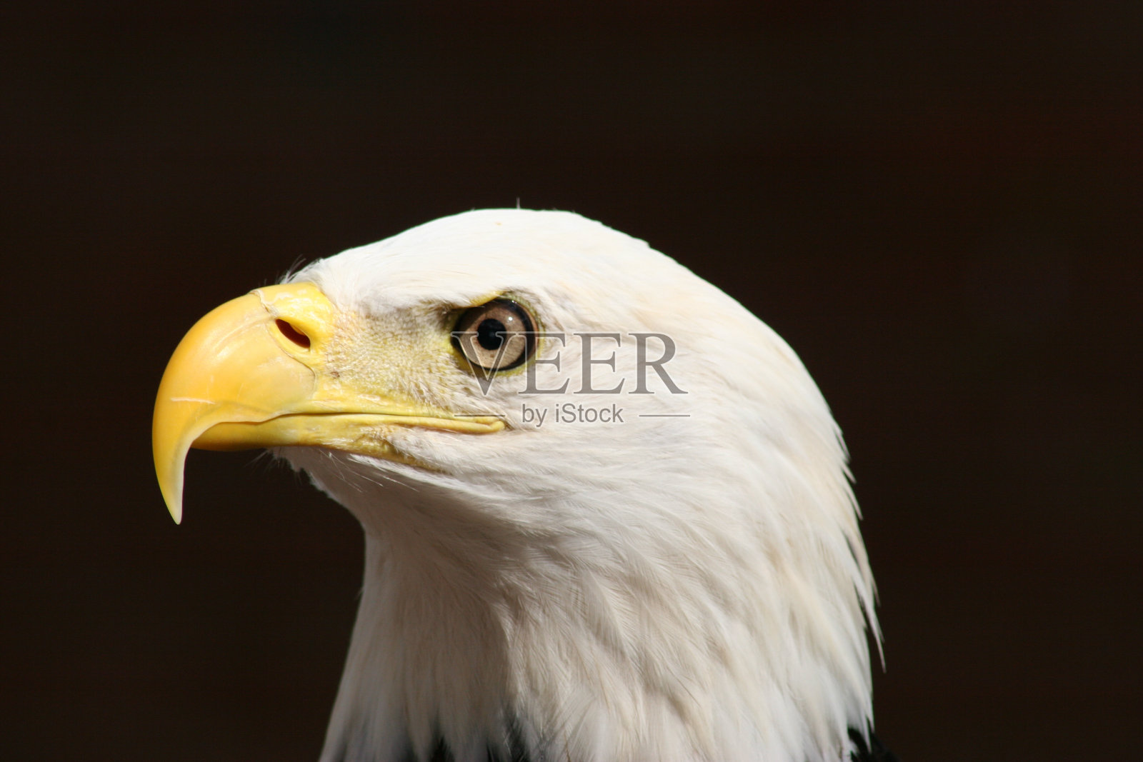 美国秃鹰照片摄影图片