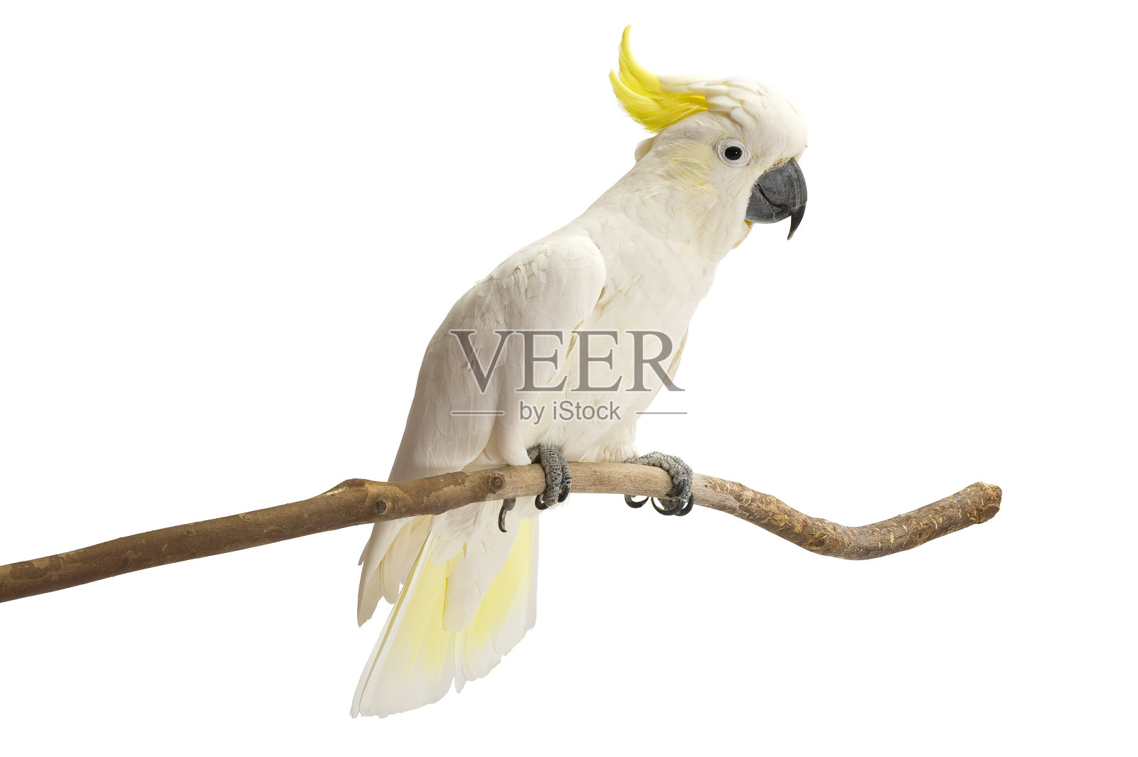 硫冠凤头鹦鹉，南美凤头鹦鹉栖息在白色的背景。照片摄影图片