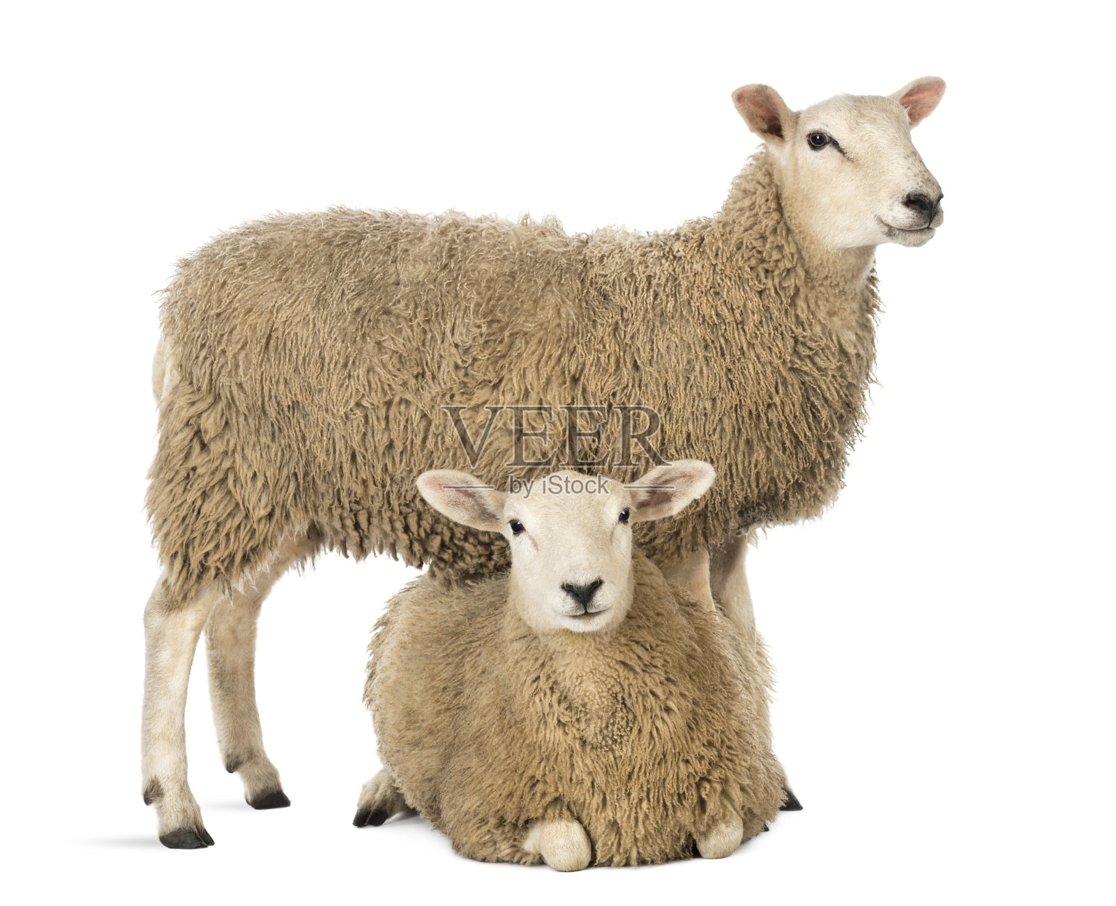 一只羊站在另一只羊旁边，背靠白色的背景躺着照片摄影图片