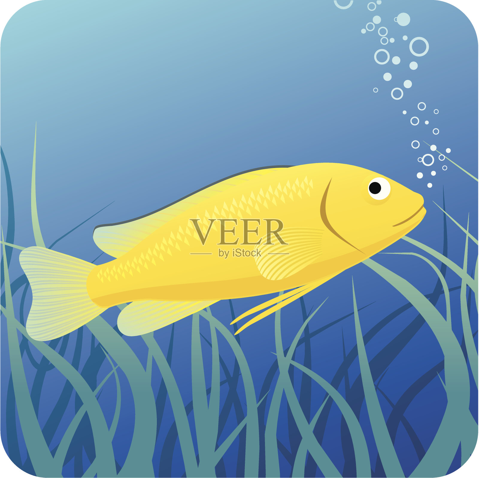 水下电黄色阴唇鱼插画图片素材
