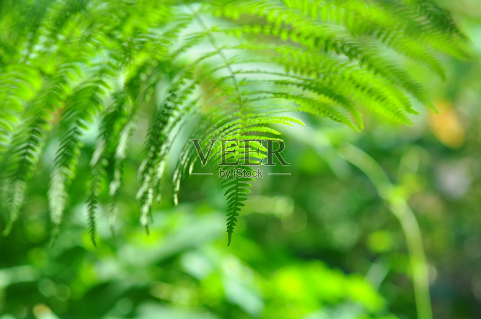 阳光森林中的美蕨照片摄影图片