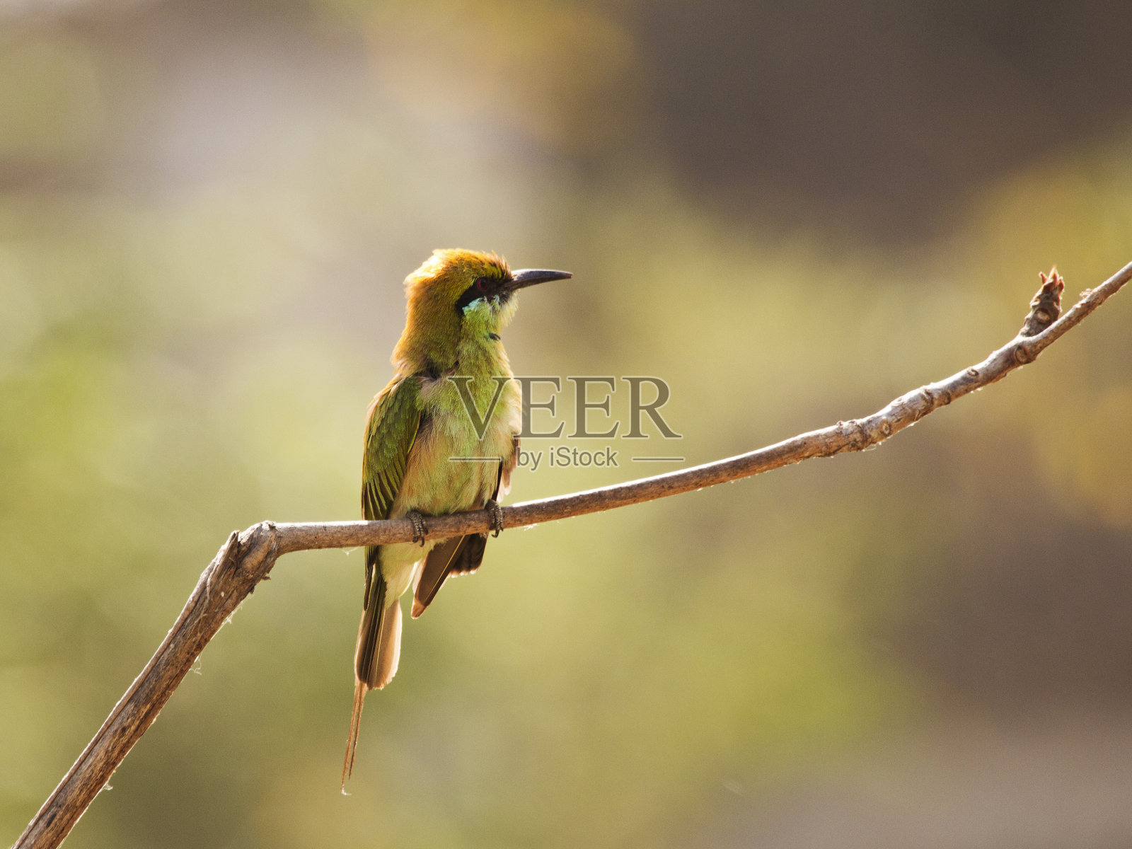 蜂食鸟——小鸟照片摄影图片