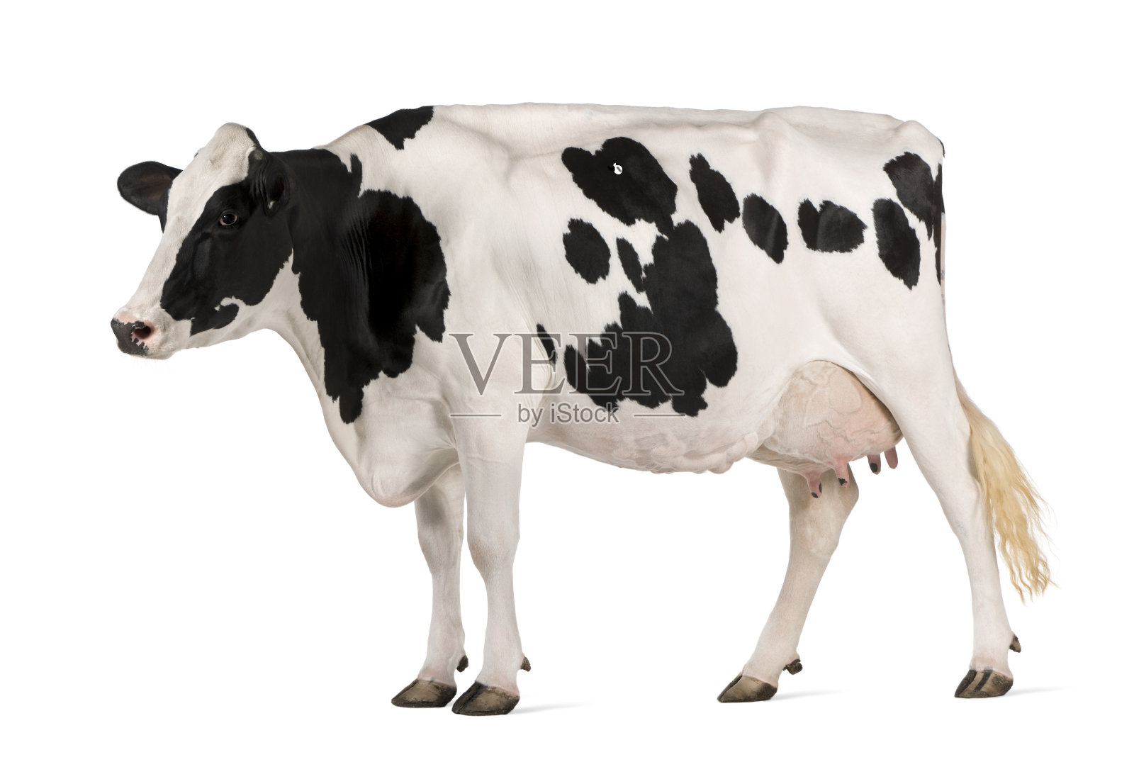 一头荷斯坦奶牛站在白色背景前照片摄影图片