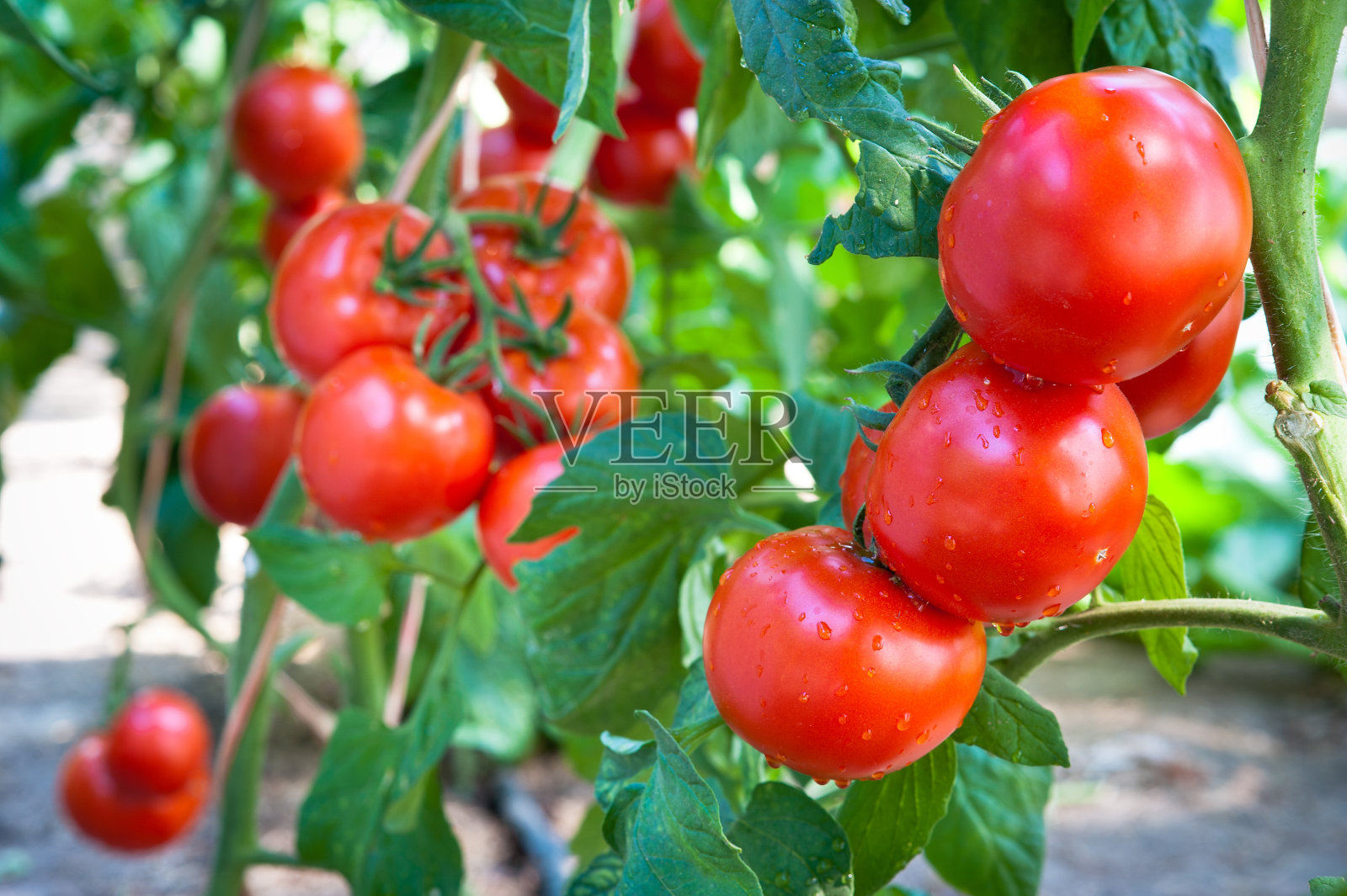 种植西红柿照片摄影图片