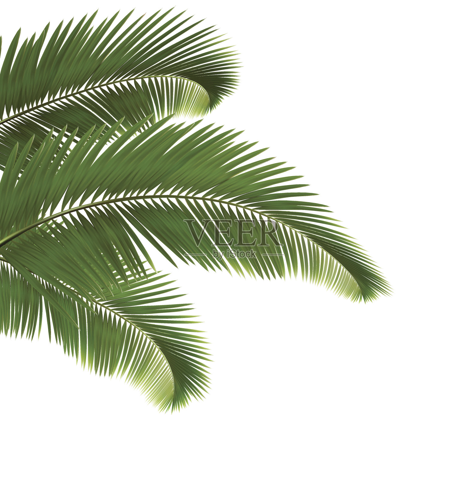 白色背景下的三片棕榈叶设计元素图片
