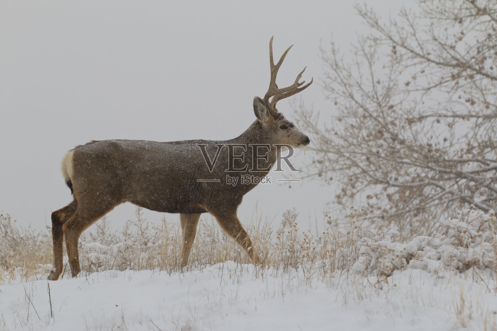 骡鹿在雪地里照片摄影图片