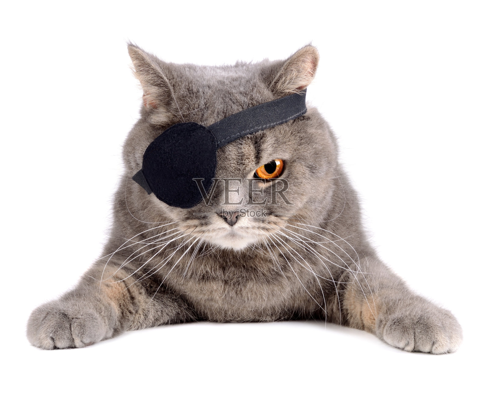 海盗猫照片摄影图片