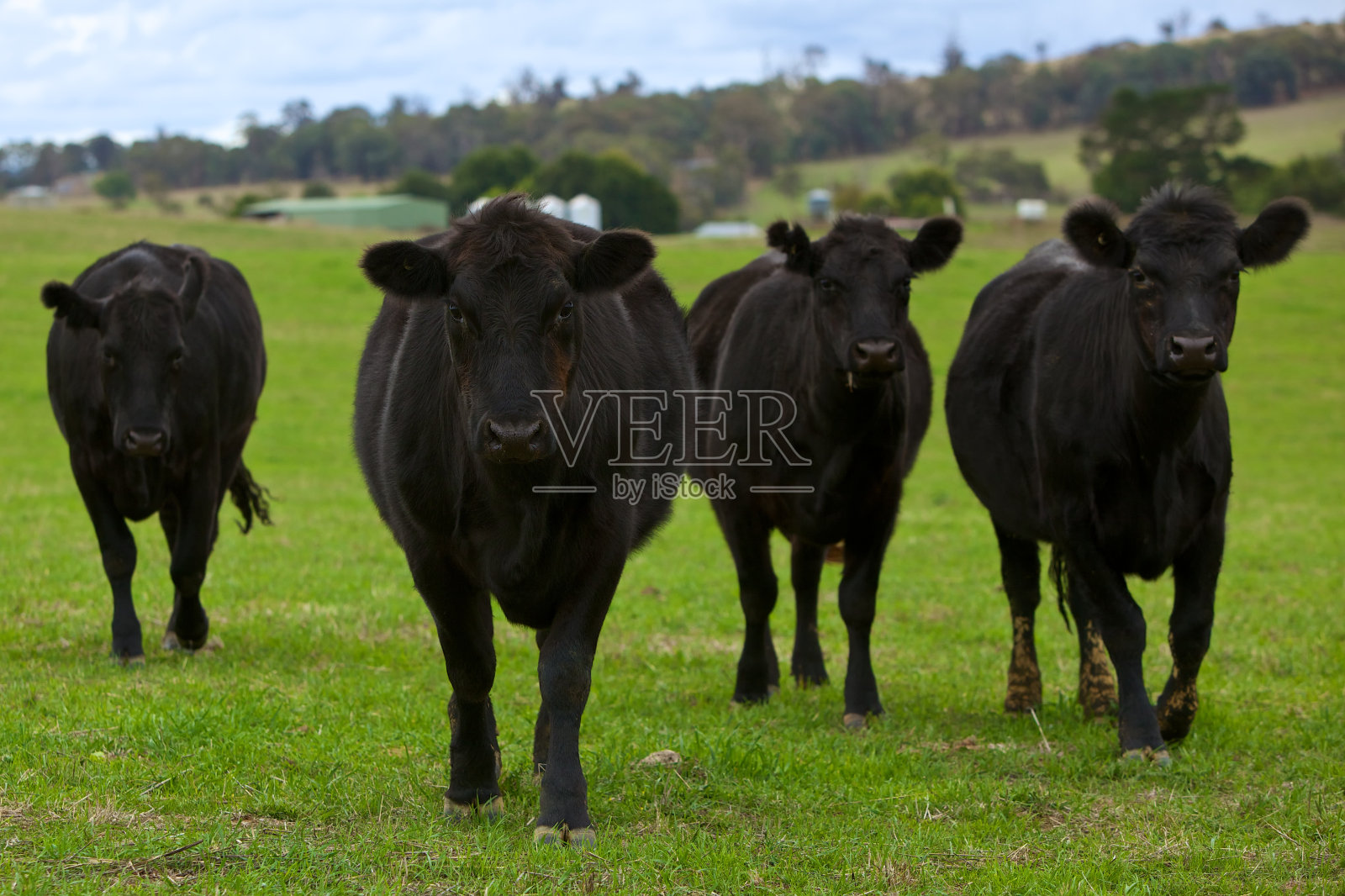 绿色牧场上的黑色安格斯牛照片摄影图片