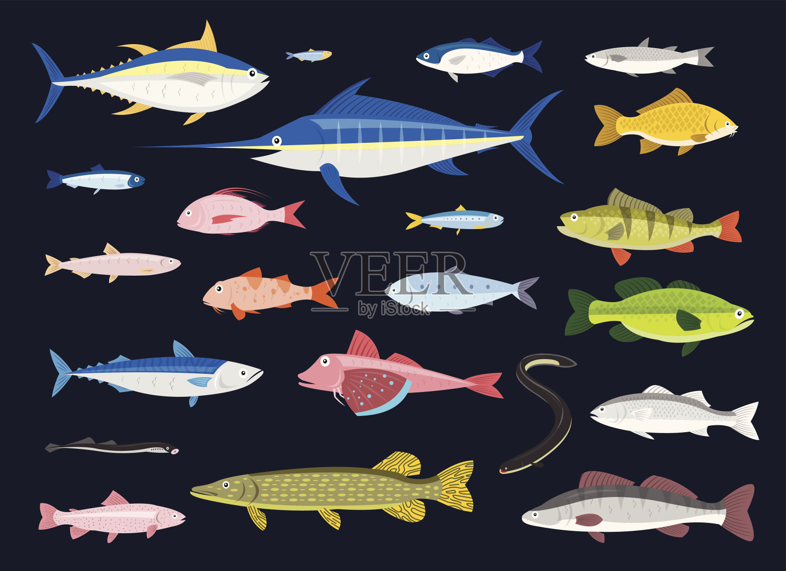 可食用的鱼类插画图片素材