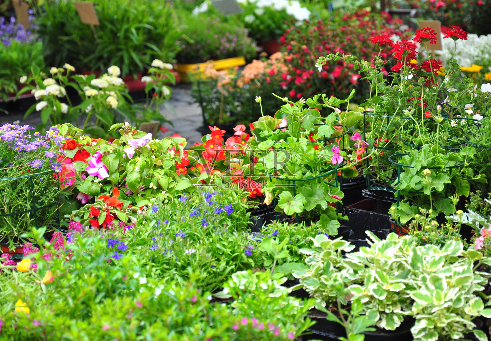 市场内的植物和花卉照片摄影图片