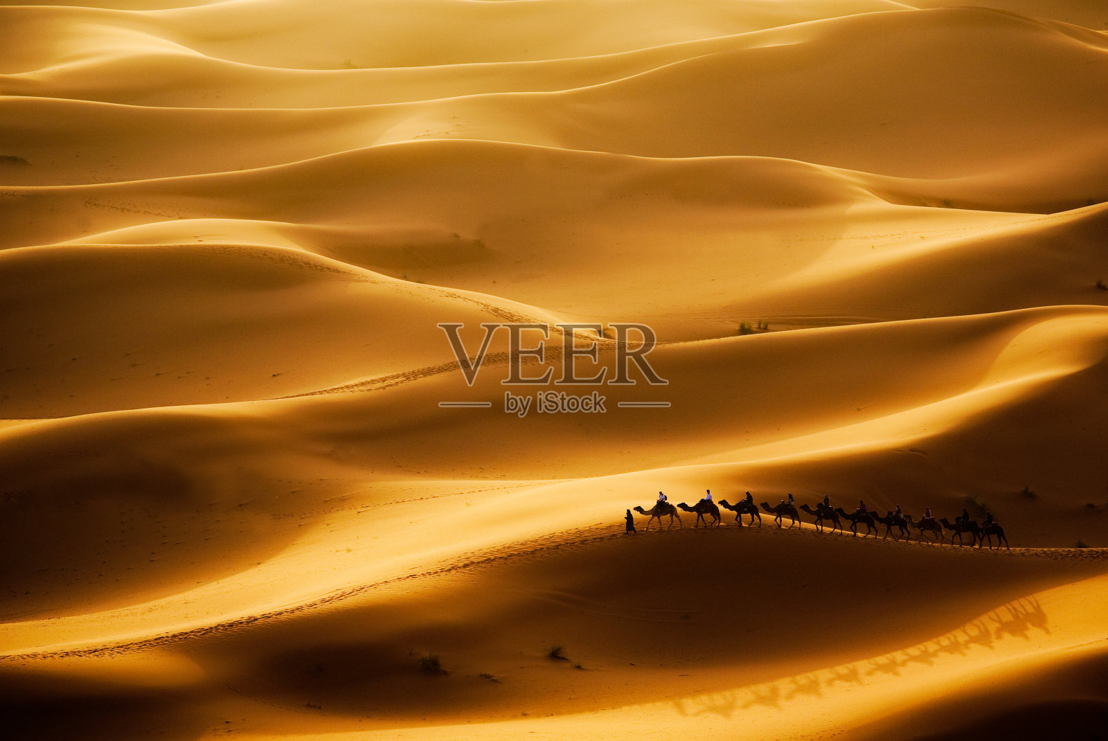 骆驼商队在沙漠中央照片摄影图片