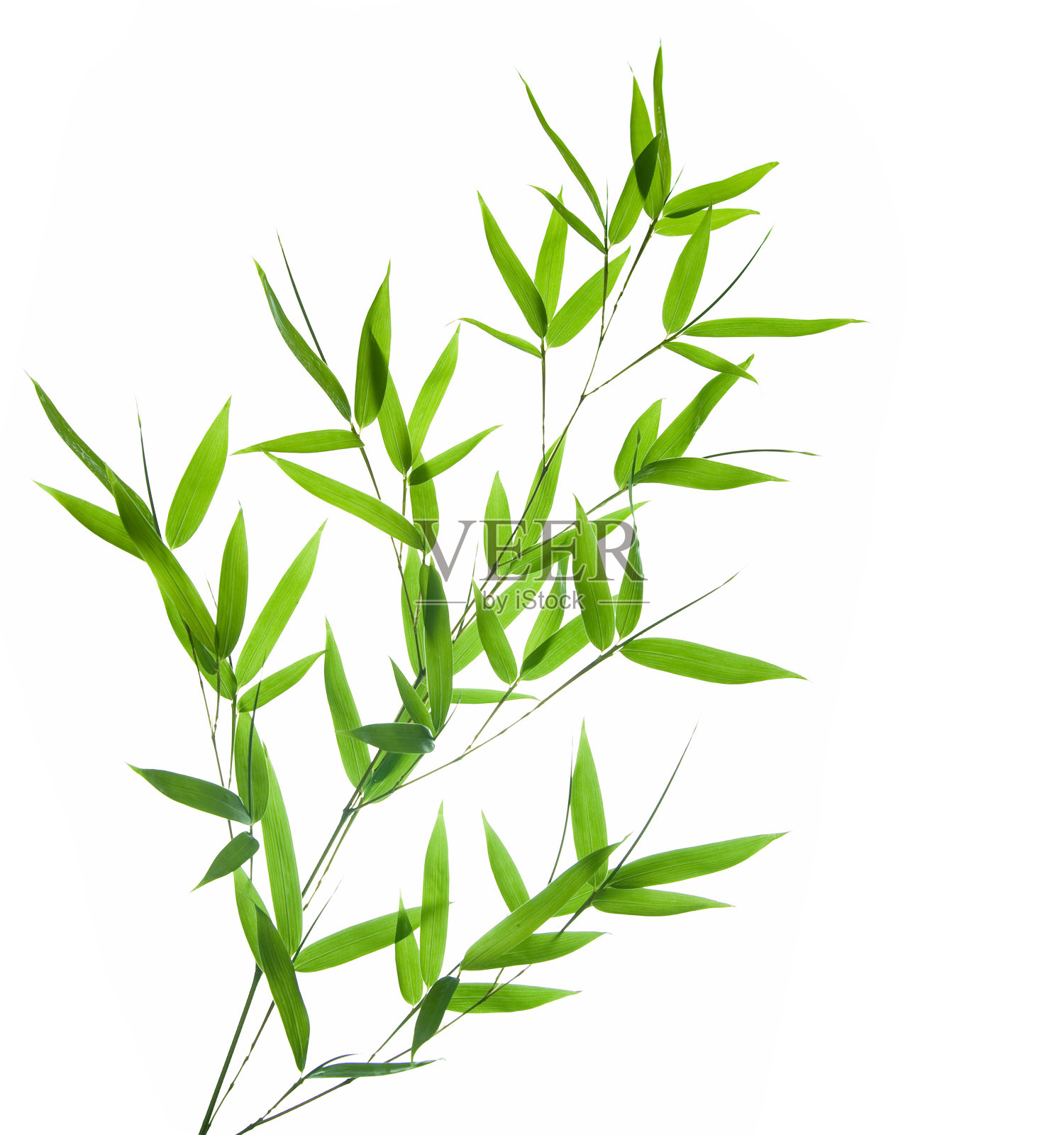 竹——叶照片摄影图片