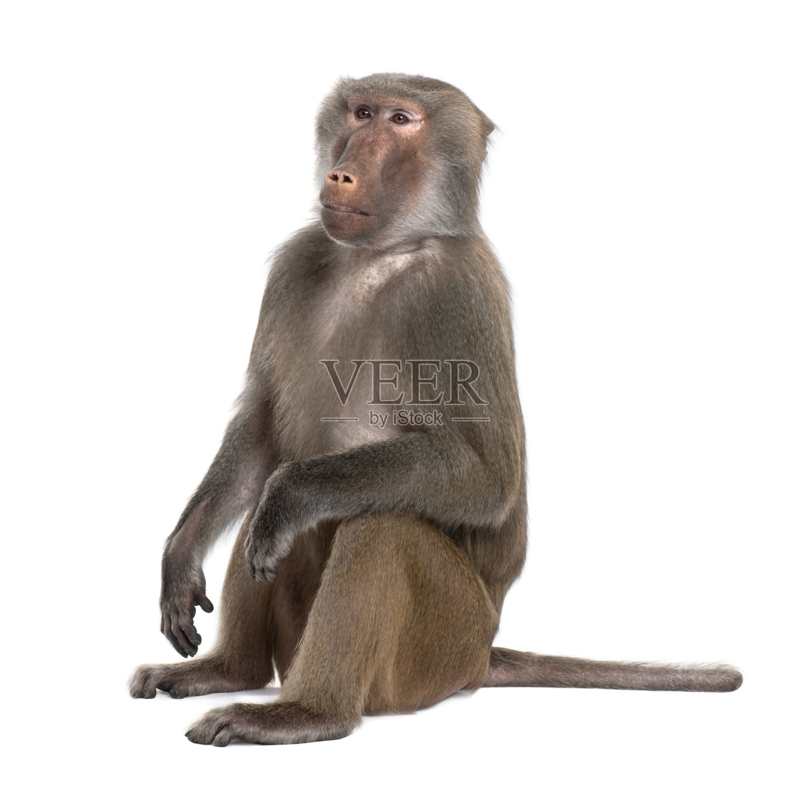 坐着的狒狒- Simia hamadryas照片摄影图片