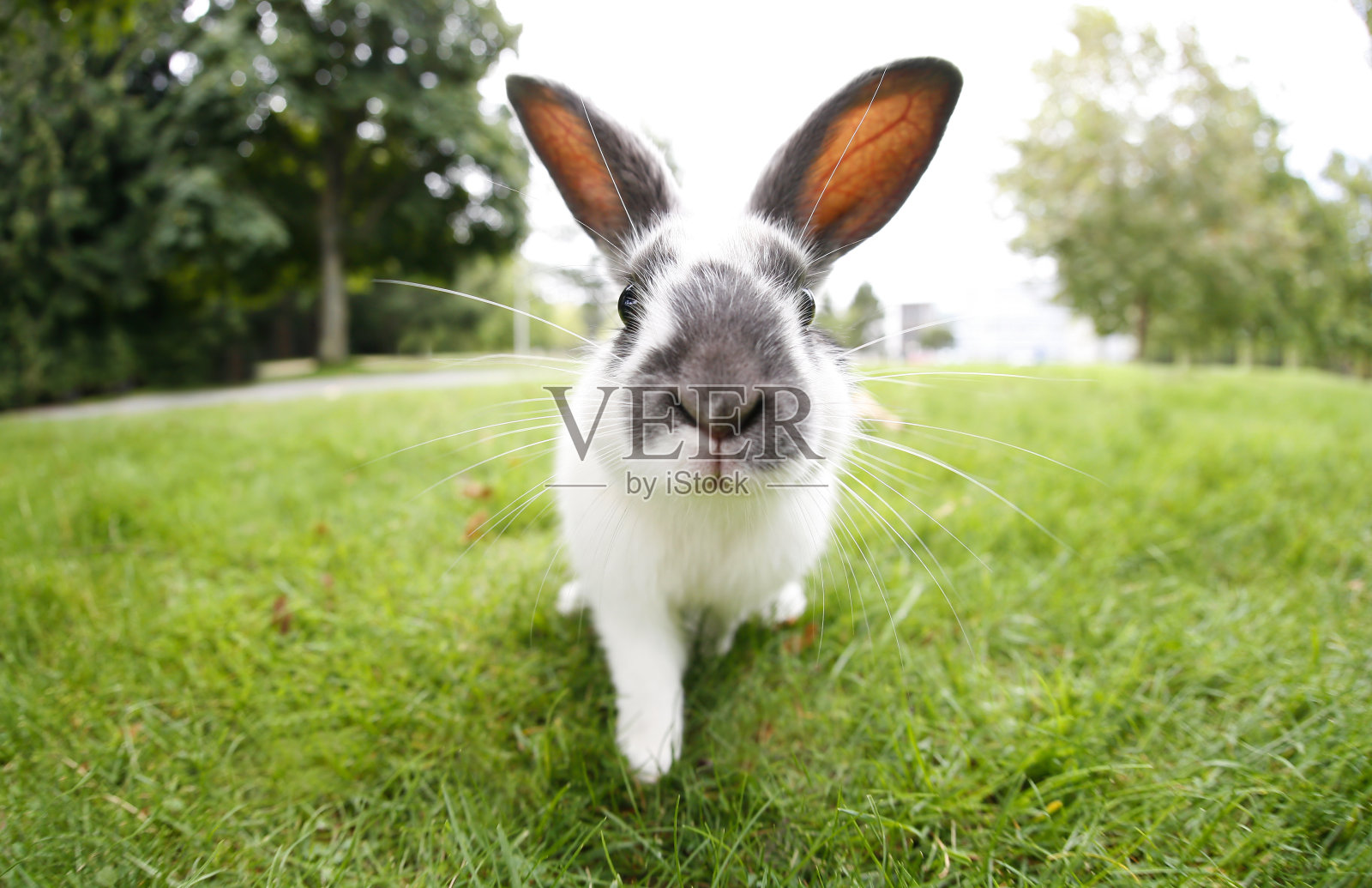 可爱的复活节兔子与大耳朵户外照片摄影图片