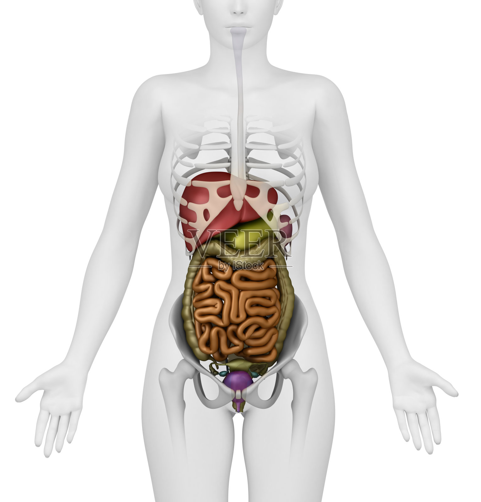 女性腹部和骨盆解剖前视图照片摄影图片