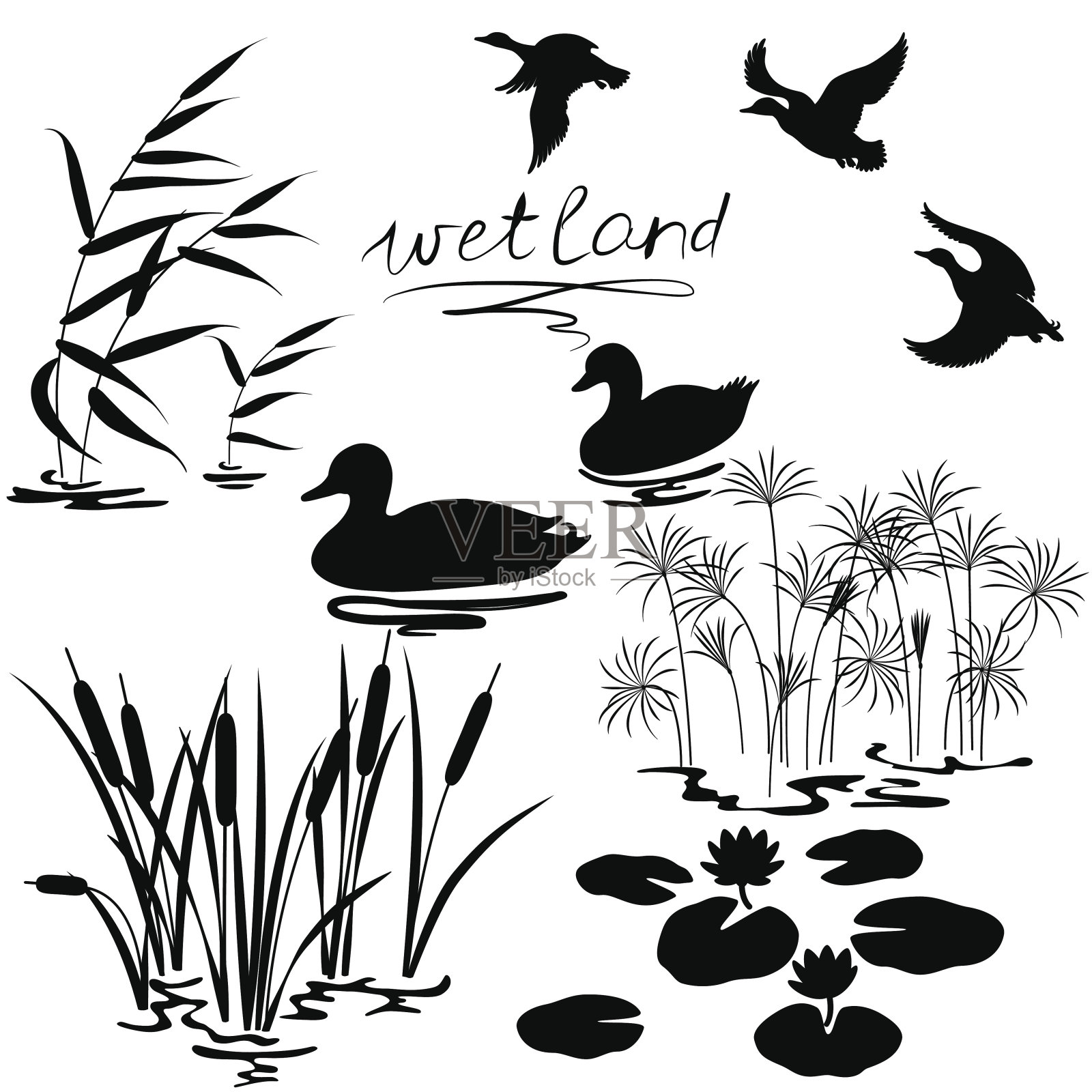 湿地植物和鸟类集合插画图片素材