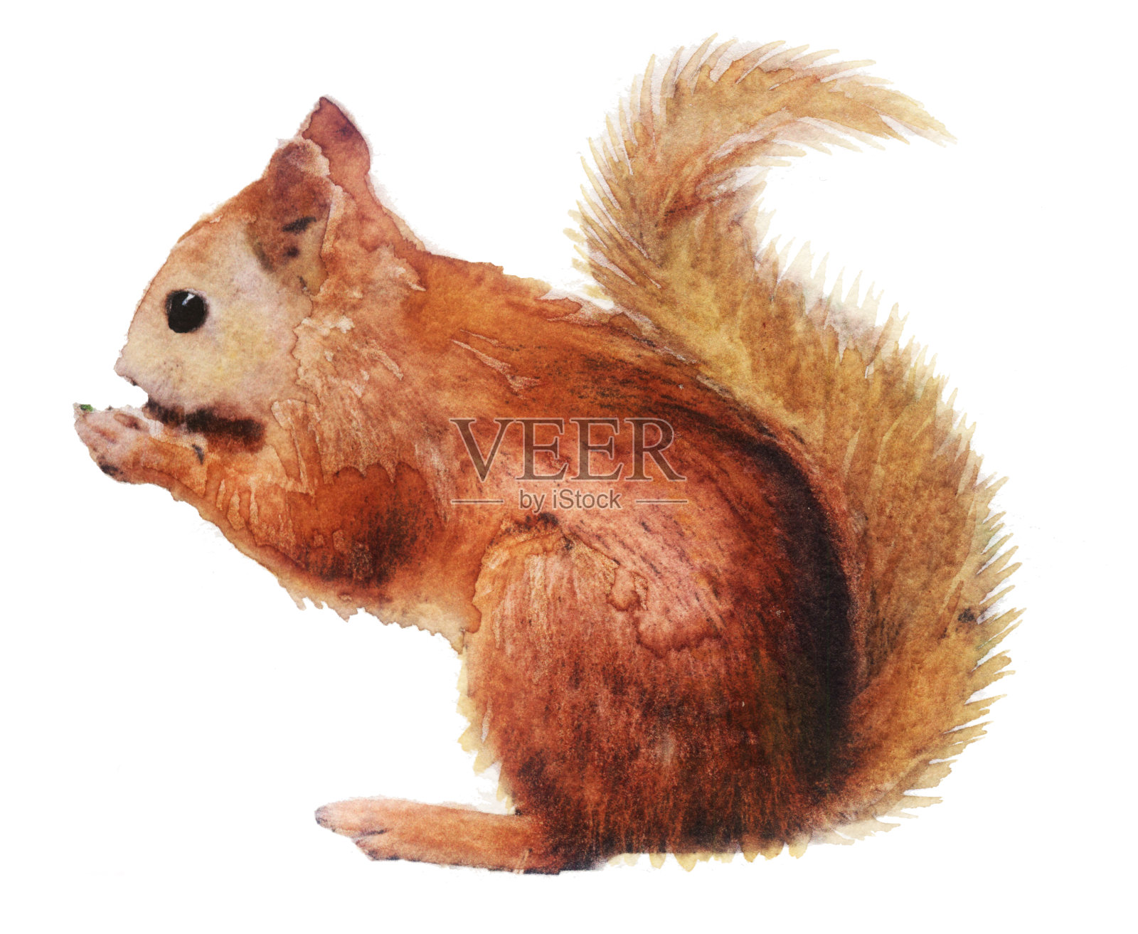 水彩素描:白色背景上的松鼠设计元素图片