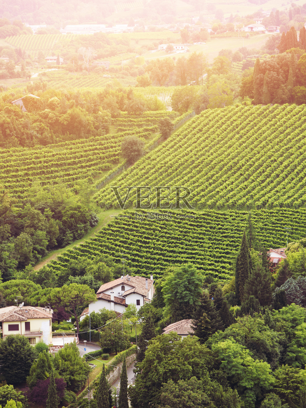 威尼托山谷的葡萄园照片摄影图片