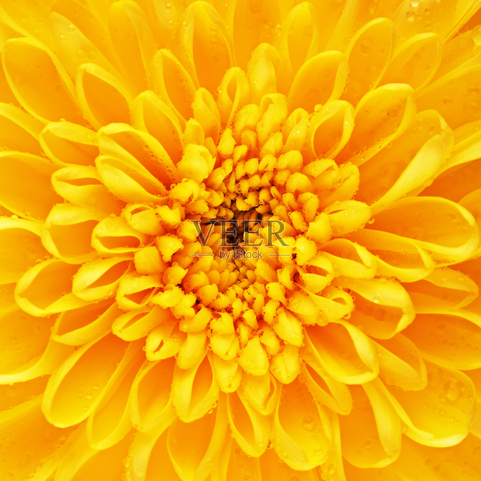 黄菊花瓣照片摄影图片