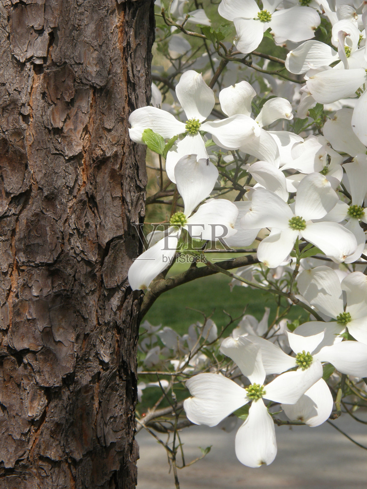 白色的山茱萸树照片摄影图片