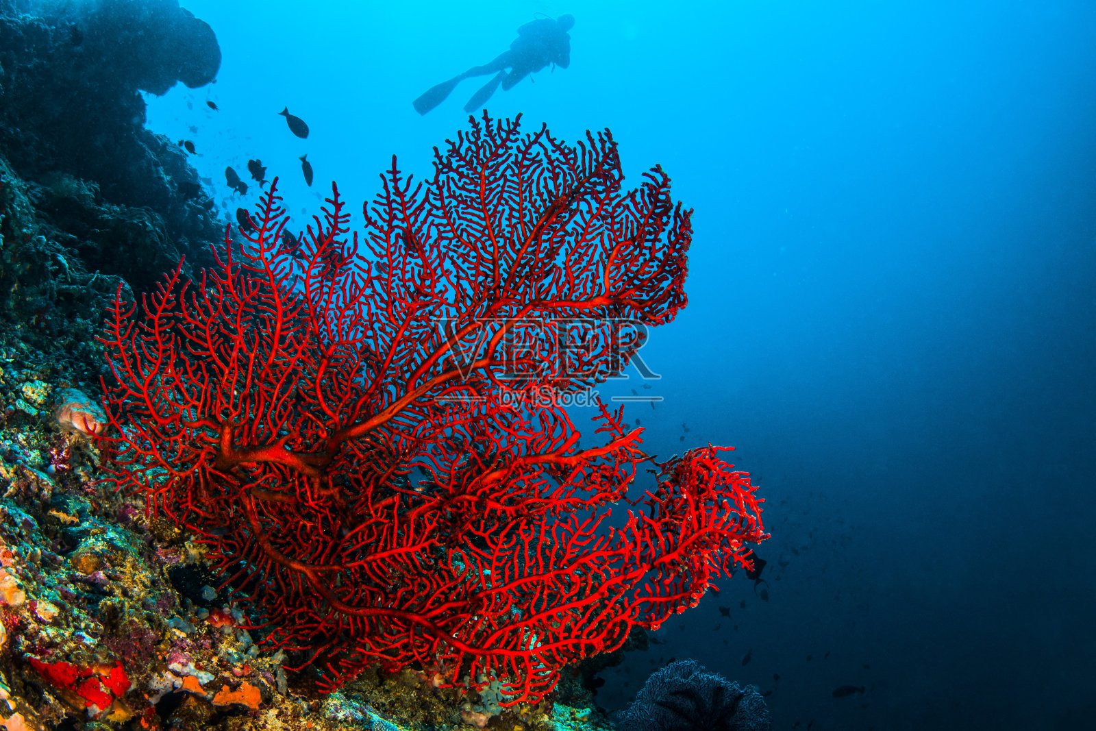 章鱼珊瑚照片摄影图片