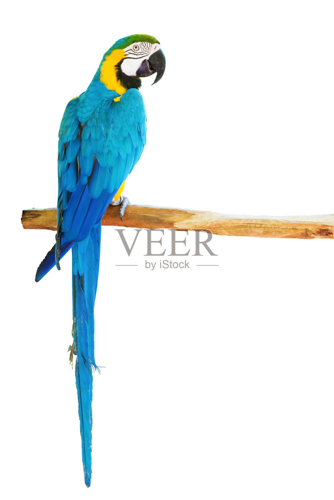 蓝黄相间的金刚鹦鹉，白色背景照片摄影图片