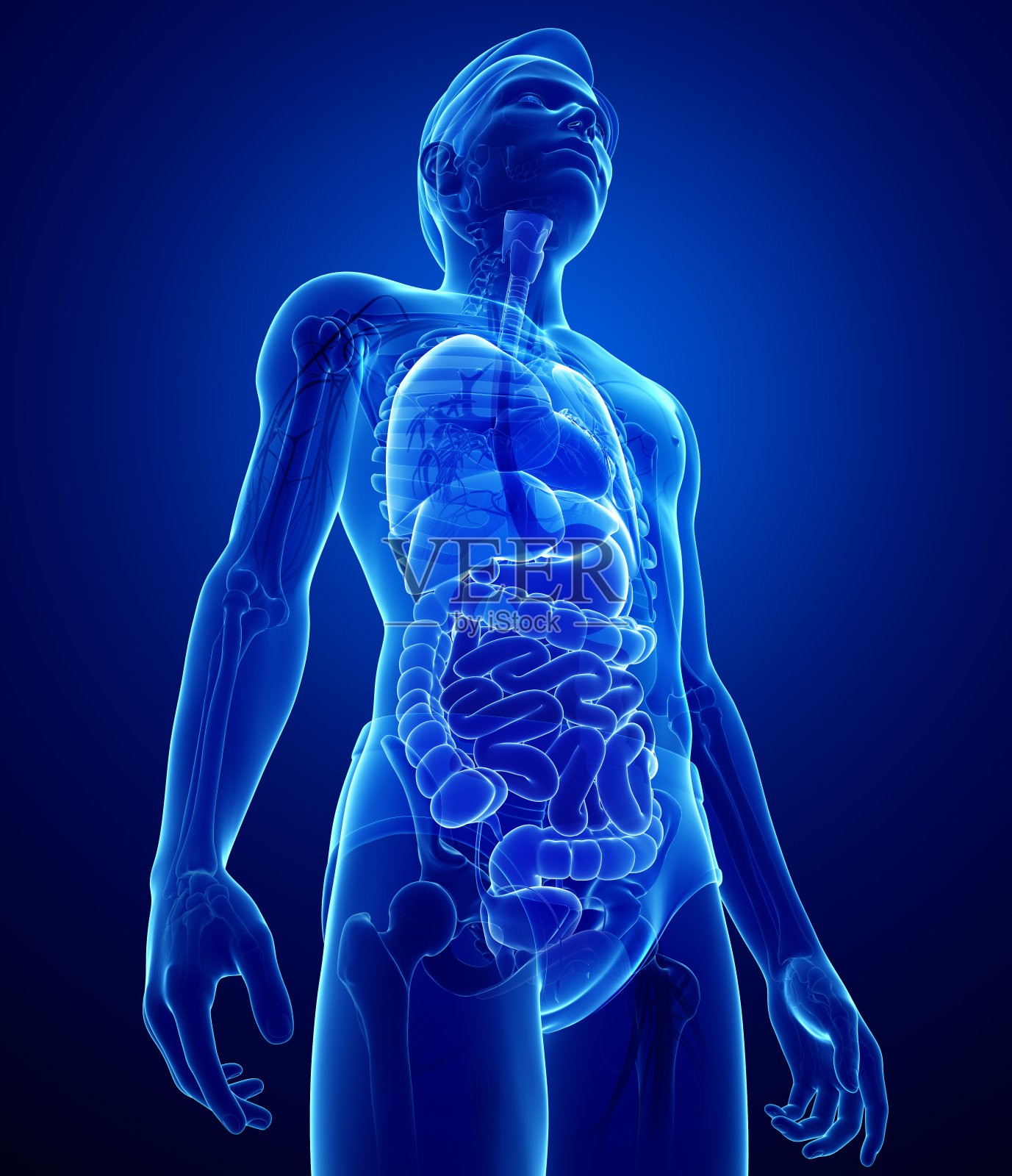 男性身体的x光消化系统照片摄影图片