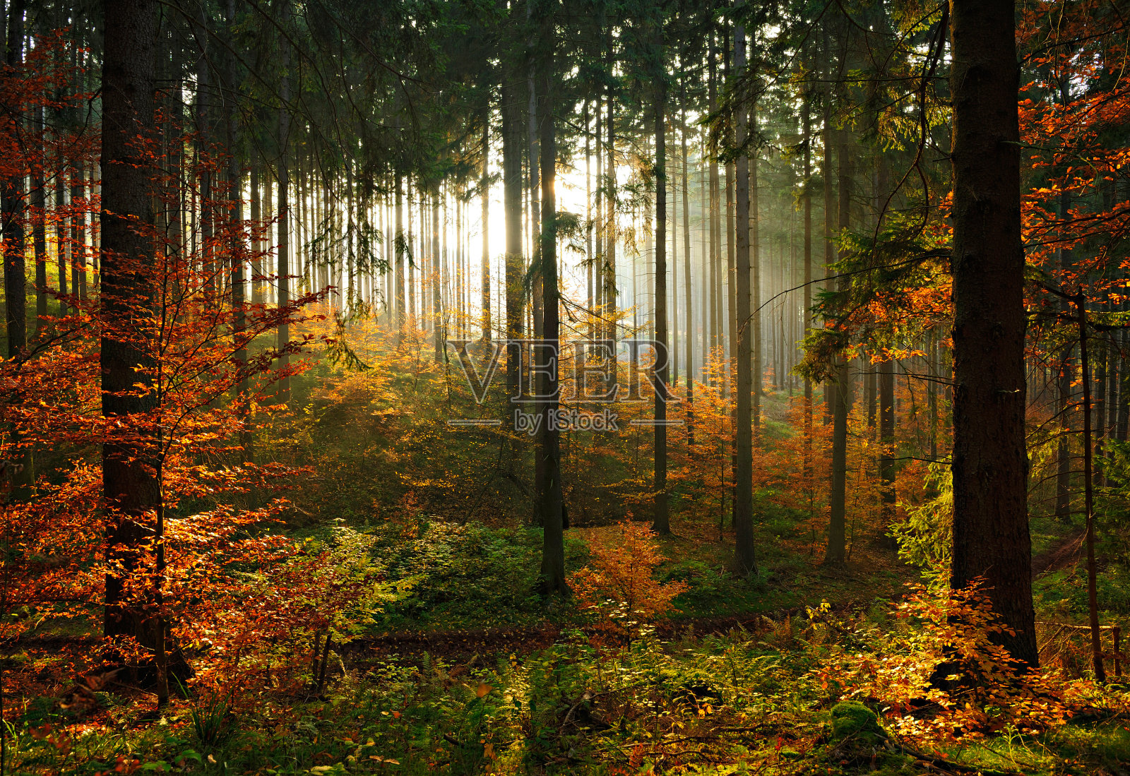 在夕阳的照耀下，秋天的云杉树林，树叶的颜色在变化照片摄影图片