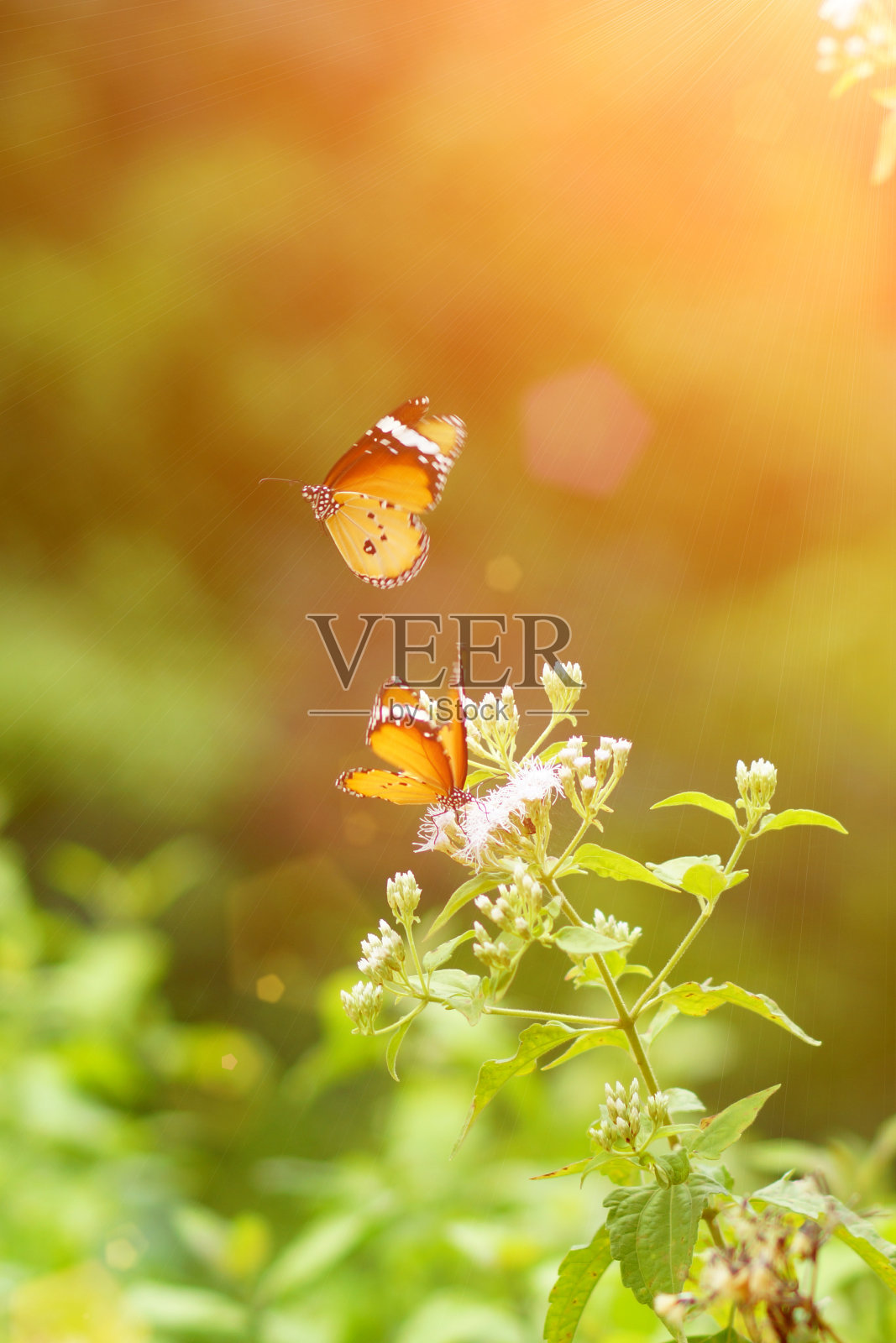 橙色蝴蝶在花上。(Cethosia cyane)照片摄影图片