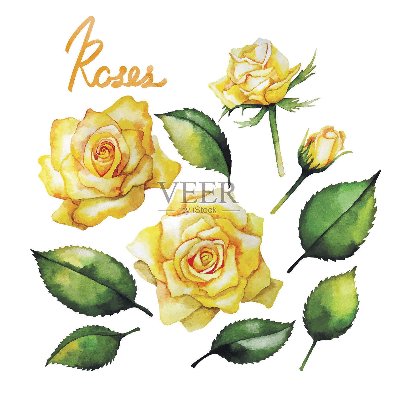 水彩黄玫瑰插画图片素材