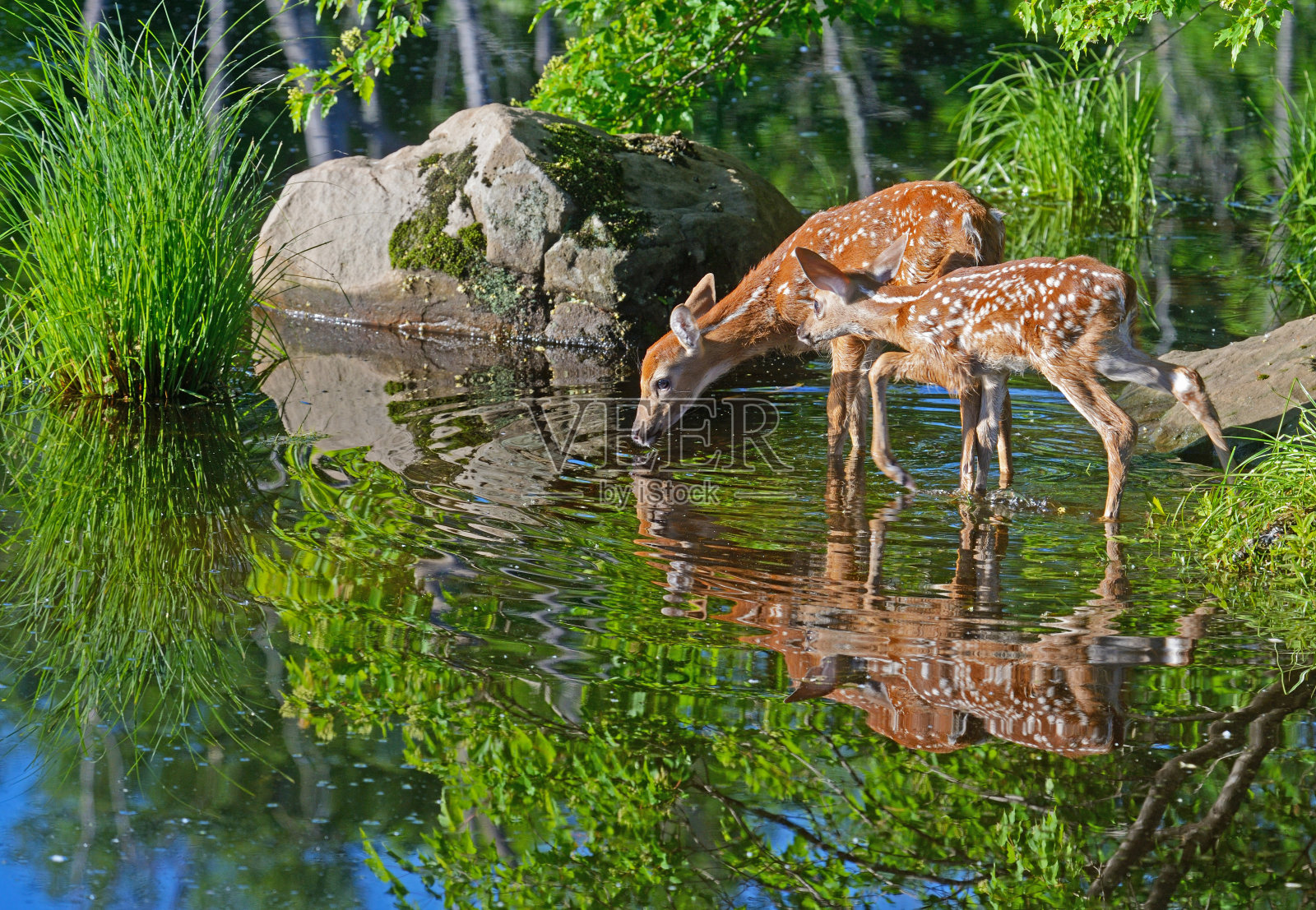两只白色的尾鹿在清澈的水中倒影。照片摄影图片