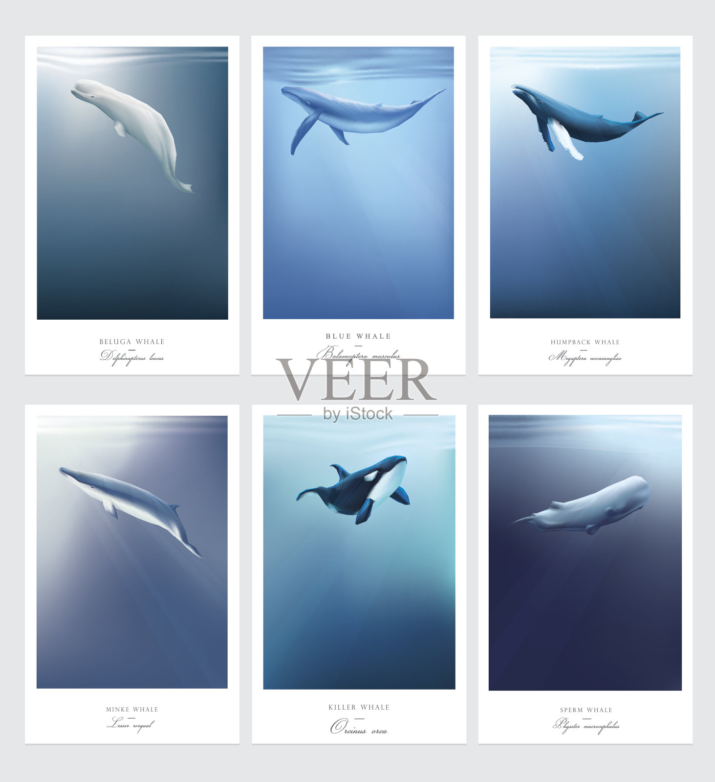 在蓝海下游泳的鲸鱼的卡片模板设计元素图片
